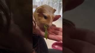 Guinea pig wheeks