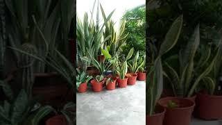 Snake plants and the Tiger meow at home