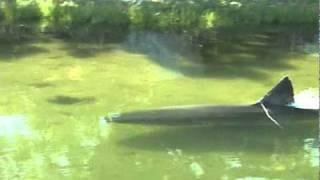 Great White Shark in Massachusetts salt pond