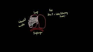 Mechanism of Breathing | Breathing and Exchange of Gases | Biology | Khan Academy