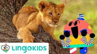 SAVANNAH SONG For Kids | Animals Songs For Kids | Lingokids
