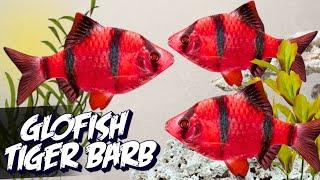 GloFish Starfire Red Tiger Barb – Bright and Active Aquarium Fish #aquarium