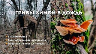 За фламмулиной зимой под дождем. Таинственная природа с отсылкой к сериалу "Извне"