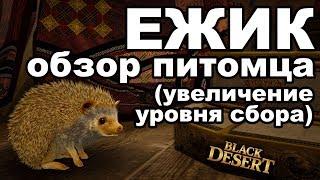 Ежик-собиратель: результаты тестов. Обзор питомца в Black Desert (MMORPG - ИГРЫ)