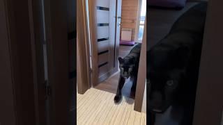 Privacy? No, no, no if you have a cat.