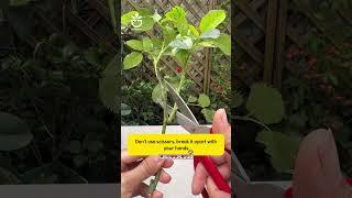 Propagate roses using cuttings #rose #rosé #tips