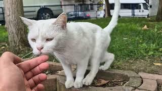 The poor white cat was thrown into the street.