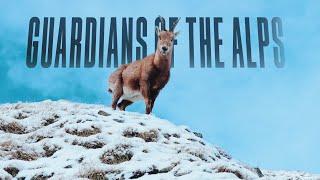 GUARDIANS OF THE ALPS / A NATURAL DOCUMENTARY / DJI Mavic Air 3