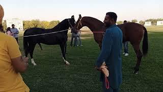 Jodhpur marwari horse show 2023