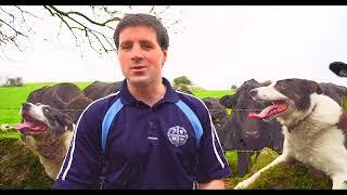 NIALL MCCONNELL'S BRIT BREED DOGS LOOK TERRIFIED HE'S GOING TO DEPORT THEM - DONEGAL IRELAND