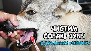 Чистим собаке зубы в домашних условиях