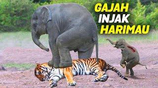 Kesalahan Fatal Harimau Mengganggu Anak Gajah! 5 Momen Kekalahan Harimau Vs Gajah Vs Singa Vs Kucing