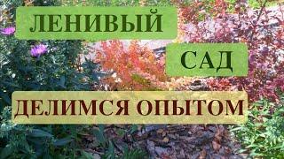 ЛЕНИВЫЙ САД. ДЕЛИМСЯ ОПЫТОМ. An unpretentious garden.