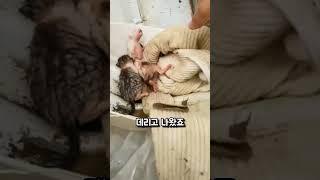 폭우 속에서 길고양이 가족을 구하다