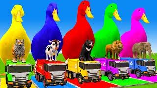 5 Giant Duck Cartoon,Cow,Elephant,Tiger,Lion,Dinosaur,Paint Wild Animals Crossing Fountain Animation