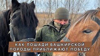 Как лошади башкирской породы приближают победу?