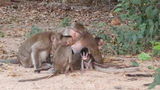 Monkey's family  at Angkor park #monkey #videos #luxurylifestyle