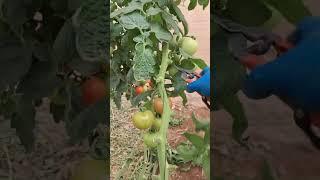 #tomato #farming #tomata #tomatofarming #vegetables #vegetablefarming #satisfying #telugutomato