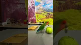 Bird Training : Smart lovebird Parrot | Smart Little Cute Parrot  #training #smartparrot #cute