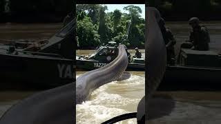 GIANT ANACONDA VS ARMY BOAT IN THE AMAZON RIVER
