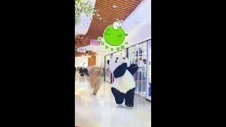 funny cute panda video  #shorts #funny #cute #panda #video