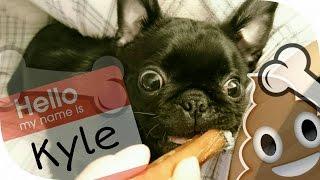 HELLO, I am Kyle the pug. #PugLife