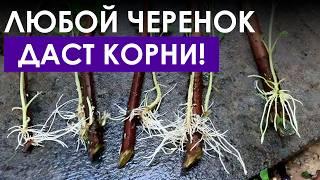 ЭТО расширит коллекцию растений ЗА ПАРУ НЕДЕЛЬ! / Простые и эффективные способы черенкования!