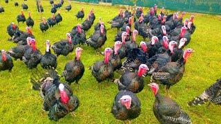 Turkeys Gobbling - Funny Turkey Gobble Videos