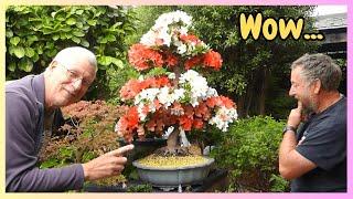  Hidden Bonsai Garden Gems!  Satsuki Azalea in Bloom & ️ Summer Pruning Tips 