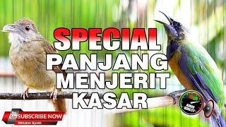 SPESIAL MASTERAN PANJANG MENJERIT DAN KASAR, COCOK UNTUK MEMASTER  BURUNG KESAYANGAN ANDA DI RUMAH