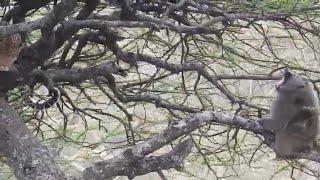 Male leopard is fearless against baboons