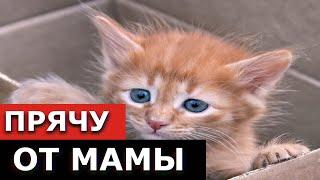 КОРОЧЕ ГОВОРЯ,Я БЕЗДОМНЫЙ КОТЕНОК!/СИТУАЦИЯ ТАК СЕБЕ/Подборка Оля Перчик