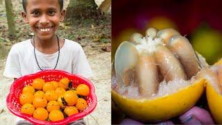 Countryside children are collecting and eating rich fruit Gab ( Mabolo) together | Korean Mango.