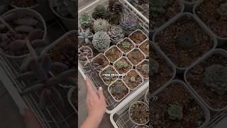  #succulents #суккуленты #возвращение #растения #хобби