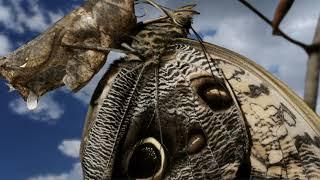 Butterfly Papillon and Morpho emerging time lapse