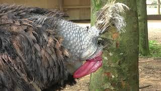 Common ostrich excretion (Ostrich Kingdom Ishioka Farm, Ibaraki, Japan) July 16, 2018