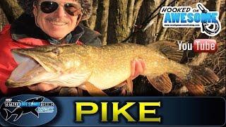 Deadbaiting for Pike in Winter   TAFishing