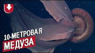 Десятиметровая медуза! Очень редкие кадры