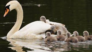 Swan Cygnets' First Adventures | 4K | Discover Wildlife | Robert E Fuller