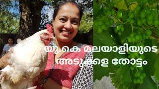 യു.കെ.മലയാളിയുടെ അടുക്കള തോട്ടം // U.K.Malayali Back garden