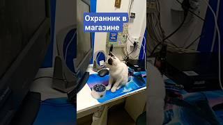 котята#забавныеживотные