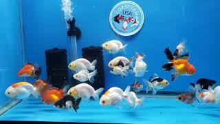 Baby Goldfish Showcase - Coast Gem USA  