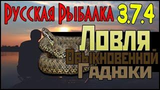 Русская Рыбалка 3.7.4  - Ловля Обыкновенной Гадюки