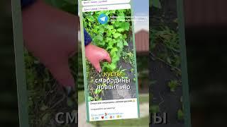 Подкормка смородины из крахмала #дача#сад#смородина