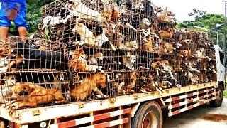 Dog Meat Farm in Korea Raided By K9 Global Rescue Extracting 450 Dogs