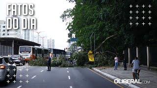 Árvore de grande porte cai na avenida Almirante Barroso em frente ao Bosque, em Belém