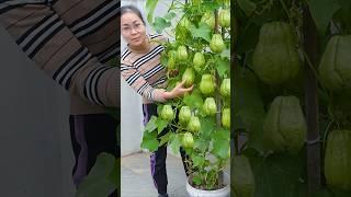 Techniques for growing chayote at home (Part 1)