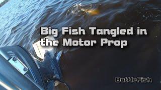 Big Fish Tangled in the Motor Prop