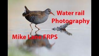 Water rail photography