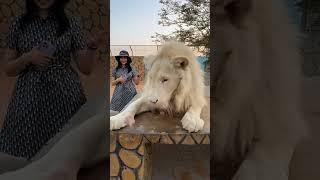 woman and two lions#lion #tiktok #tiger #animals #bigcat